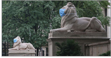 The lions, who celebrated their 109th birthday in May, sit 90 feet apart, flanking the steps of the majestic Beaux-Arts library building at Manhattan’s Fifth Ave. and 42nd St. (Photo: Andrew Schwartz/New York Daily News)