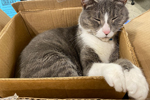 Socks, in a box, the official cat of Pinson (Alabama) Public Library