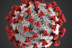 COVID-19 virus. Image by Centers for Disease Control and Prevention