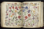 Flowers, shells, and insects decorate a page in Das Großes Stammbuch. (Photograph: Scriptura Limited/The Herzog August Bibliothek Wolfenbüttel)