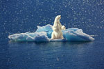 Polar bear on iceburg
