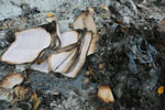 Burned book pages