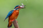 A Common Kingfisher in India