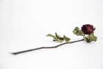 Dying rose