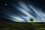 Solitary tree in a field at night
