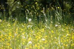 Beautiful but pollen-filled meadow