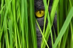 Cat's eye peering through tall grass