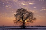 Single tree against a sunset