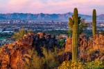 Cactus with the Phoenix skyline in the background