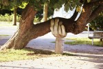 Statue of a hand holding up a tree branch