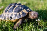 Tortoise walking on a lawn