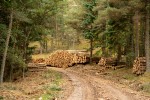 Road through a forest with logs stacked along the side