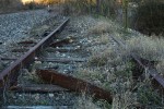 Overgrown disused train tracks
