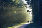 Forest path with light streaming in