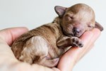 Tiny puppy resting in a person's hand