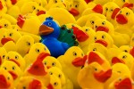 A single blue rubber duck in a group of yellow rubber ducks