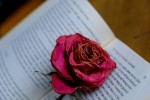 Open book with a rose between its pages