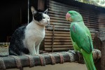 Cat and bird sitting together