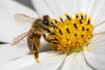 Honey bee pollinating flowers