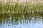 Long grasses reflected in a body of water