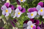Lovely purple flowers in bloom