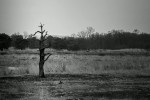 Lone, desolate tree