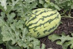Melon growing in the Indian Trails Library Giving Garden