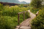 Bridge in a meadow