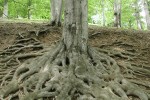 Tree with extensive root network