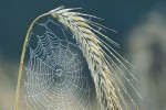 Spiderweb built inside a curved grass