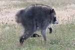 Jimothy the raccoon