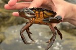 Crab from a tidal pool