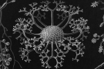 Detail from a historic print suggesting a neural network
